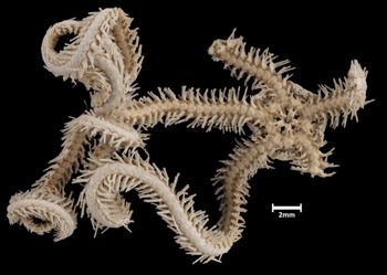 Media type: image;   Invertebrate Zoology OPH-2500 Aspect: ventral